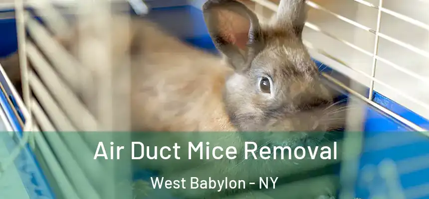  Air Duct Mice Removal West Babylon - NY